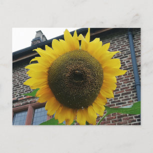Sunflower Postcard