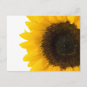 sunflower Postcard by Petr Kratochvil