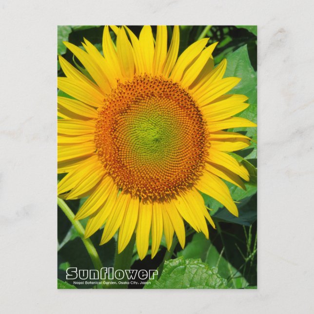 Sunflower ：Postcard Postcard (Front)