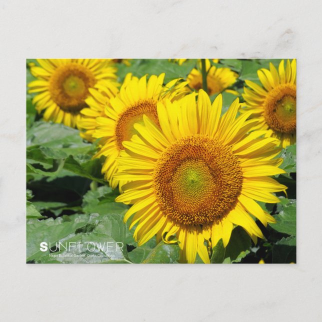 Sunflower ：Postcard Postcard (Front)