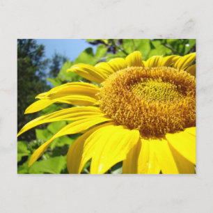 Sunflower postcards Customize text Sun Flowers