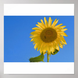 Sunflower Poster