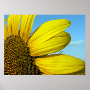 Sunflower Poster