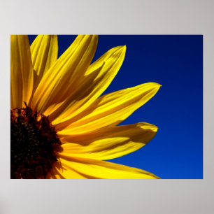 Sunflower Poster