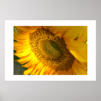 Sunflower Poster
