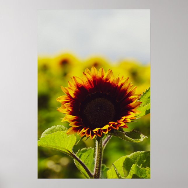 Sunflower Poster (Front)