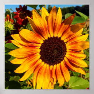 Sunflower Poster