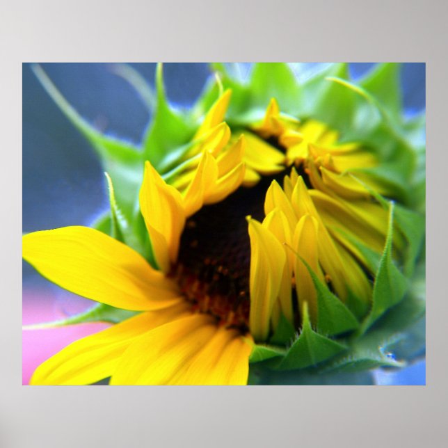 Sunflower Poster (Front)