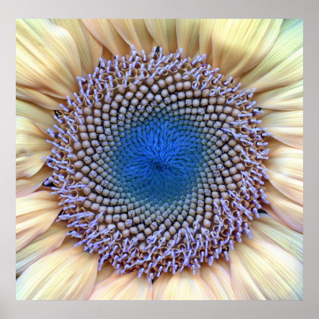 Sunflower Poster (Front)