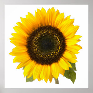 Sunflower Poster