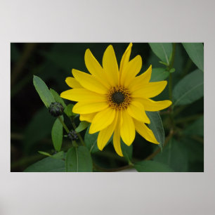 Sunflower Poster