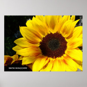 Sunflower Poster