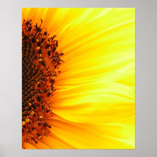 Sunflower Poster (Front)