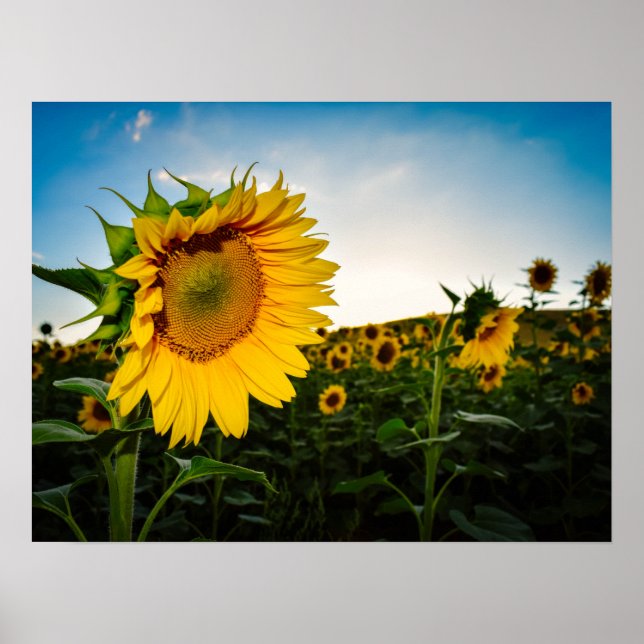 Sunflower Poster (Front)