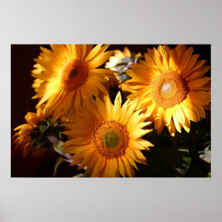 Sunflower Poster