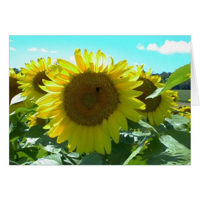 Sunflower Power--Card (Front Horizontal)