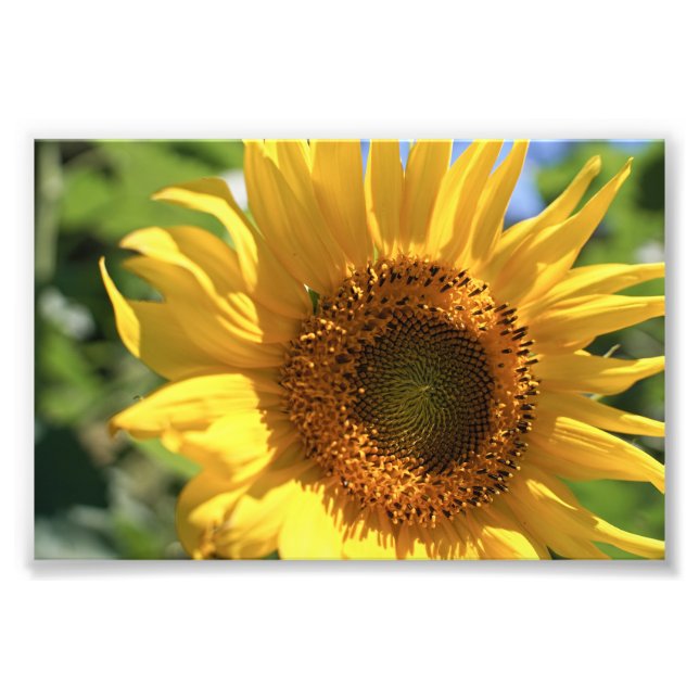 Sunflower Radiate Photo Print (Front)