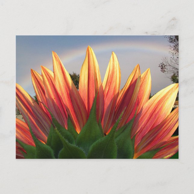 Sunflower Rainbow ~ postcard (Front)