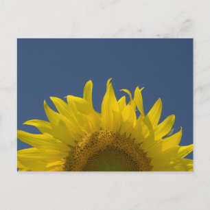 Sunflower Rising Postcard