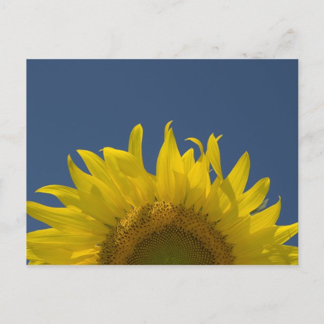 Sunflower Rising  Postcard (Front)
