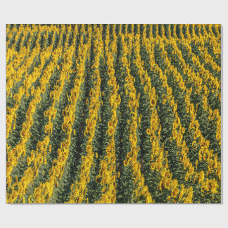 Sunflower Rows Wrapping Paper