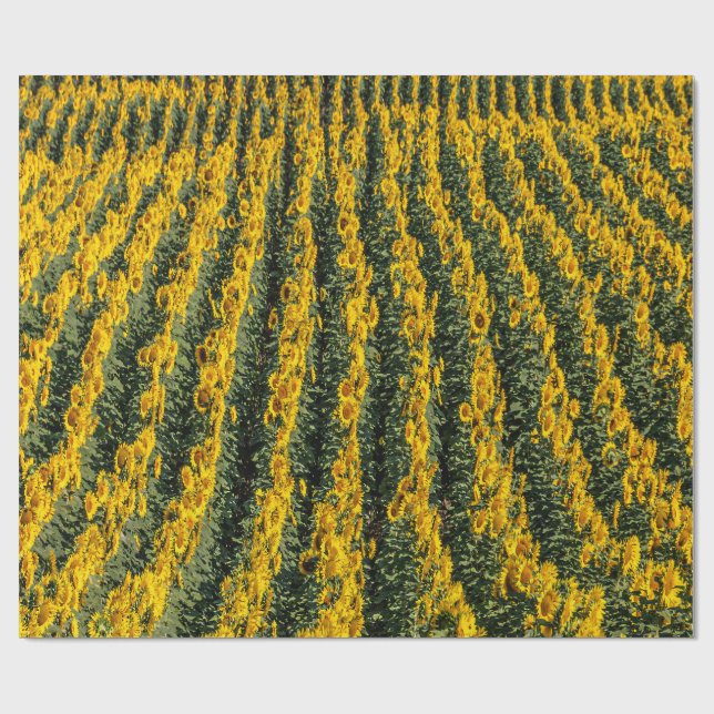 Sunflower Rows Wrapping Paper (Flat)