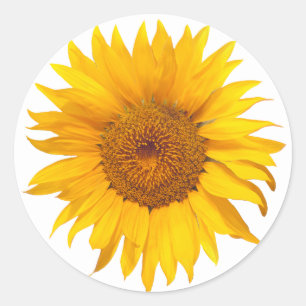 Sunflower Rustic Floral Wedding Favour Classic Round Sticker