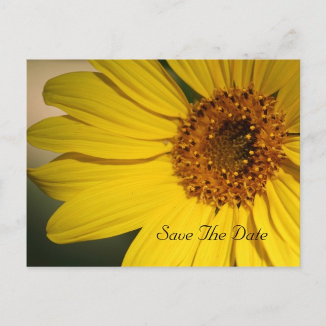 Sunflower Save The Date Postcard (Front)