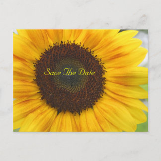Sunflower Save The Date Postcard