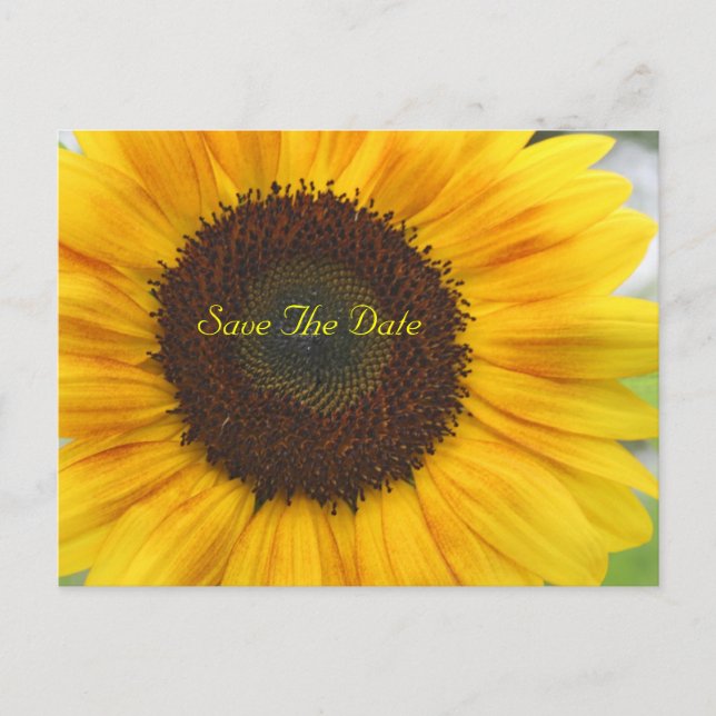 Sunflower Save The Date Postcard (Front)