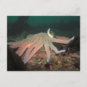 Sunflower Sea Star - Postcard