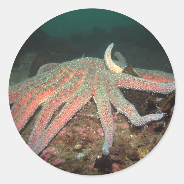 Sunflower Sea Star - Sticker (Devant)