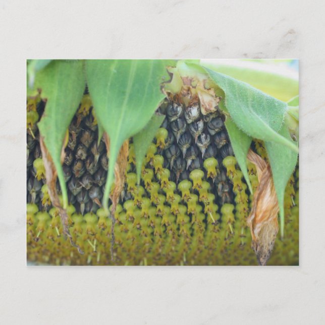 Sunflower Seeds On The Flower Nature Postcard (Front)