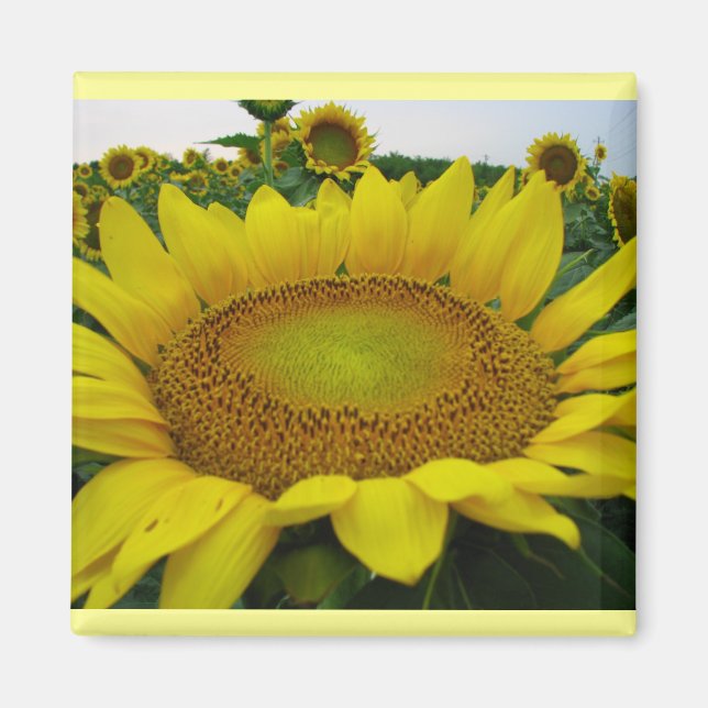 Sunflower Series Magnet (Front)