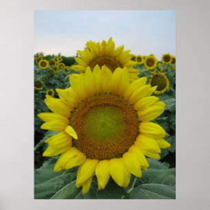 Sunflower Series Poster