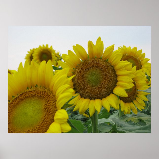 Sunflower Series Poster (Front)