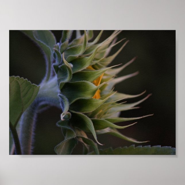 Sunflower Side Poster (Front)