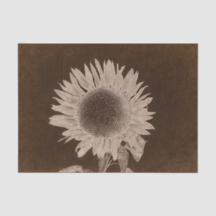 Sunflower Single Sepia Brown Vintage Rustic Tissue Paper