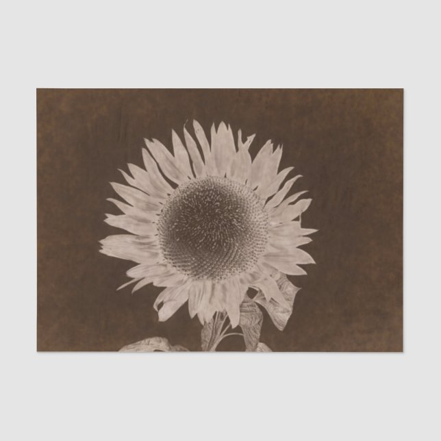 Sunflower Single Sepia Brown Vintage Rustic Tissue Paper (Front)