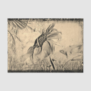 Sunflower Sketch Art Vintage Antique Texture Tissue Paper