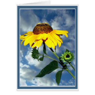 Sunflower Sky
