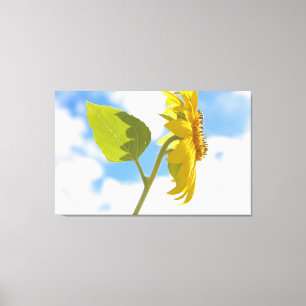 Sunflower Sky Canvas Print
