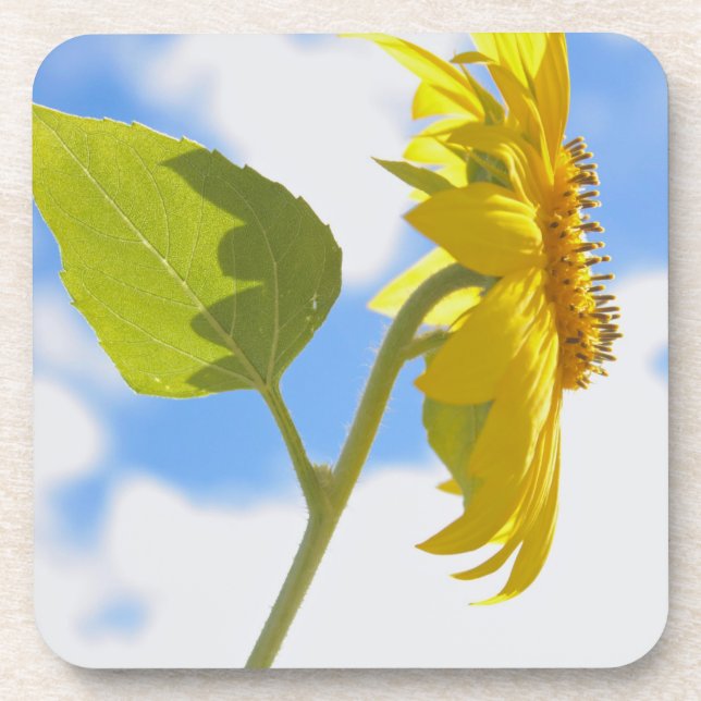 Sunflower Sky Photo Coaster (Front)