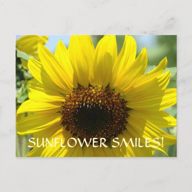 SUNFLOWER SMILES Postcards Floral Sun Flowers (Front)