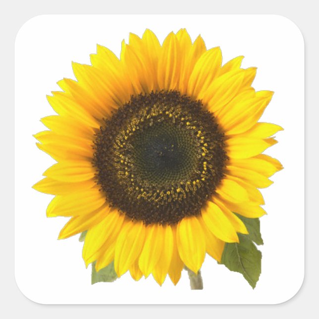 Sunflower Square Sticker (Front)