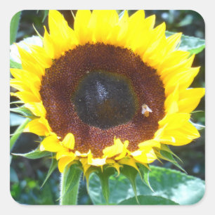 Sunflower Square Sticker