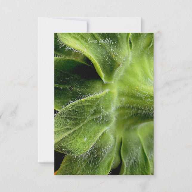 Sunflower Stem Hairs Up-close Card (Front)