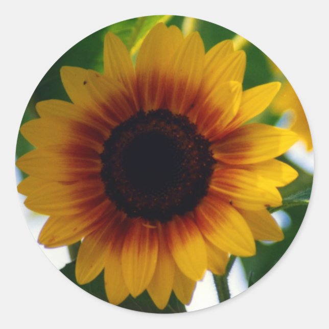 Sunflower Sticker (Front)