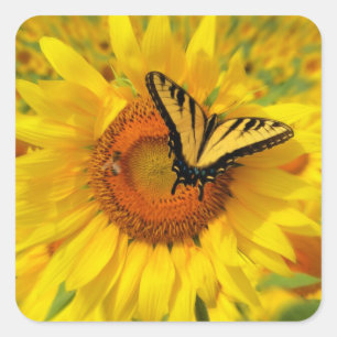 Sunflower sticker, Butterfly stickers