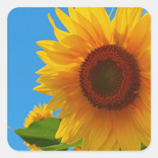 Sunflower Stickers